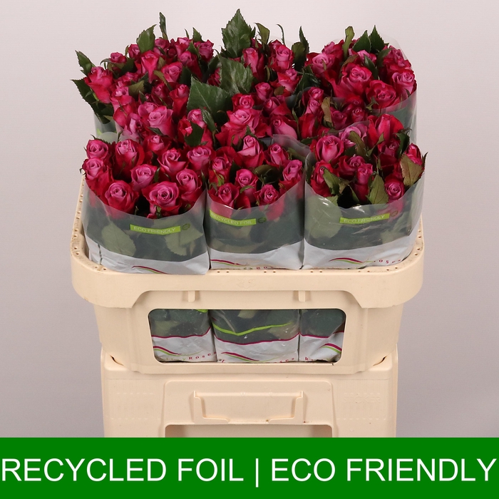 <h4>R GR CASSIS</h4>