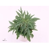 KALANCHOE LACINIATA