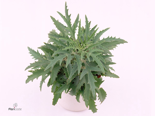 KALANCHOE LACINIATA