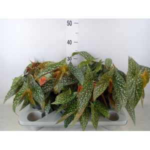 Begonia BD 'Double Dot'