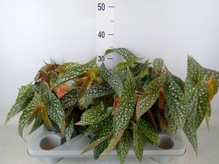 <h4>Begonia BD 'Double Dot'</h4>