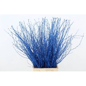 Betula Bs Blue FST