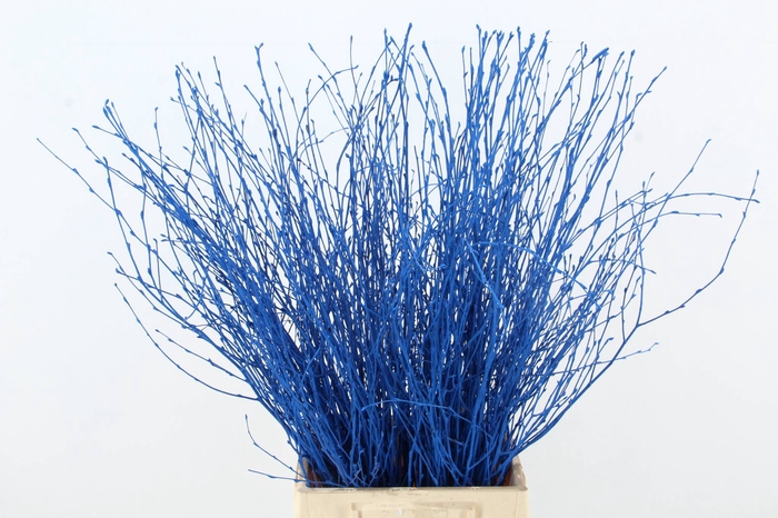 <h4>Betula Bs Blue FST</h4>