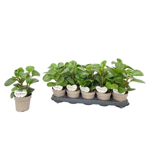 Peperomia Green Gold