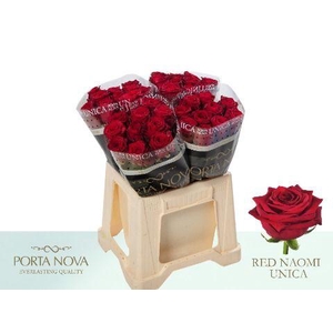 R Gr Red Naomi! Unica 40