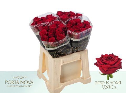 <h4>R Gr Red Naomi! Unica 40</h4>