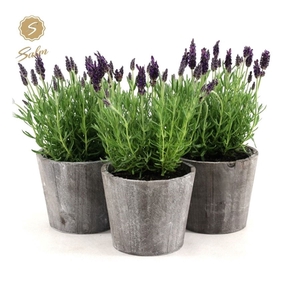 Lavandula st. 'Anouk'® Collection P12 in Wood