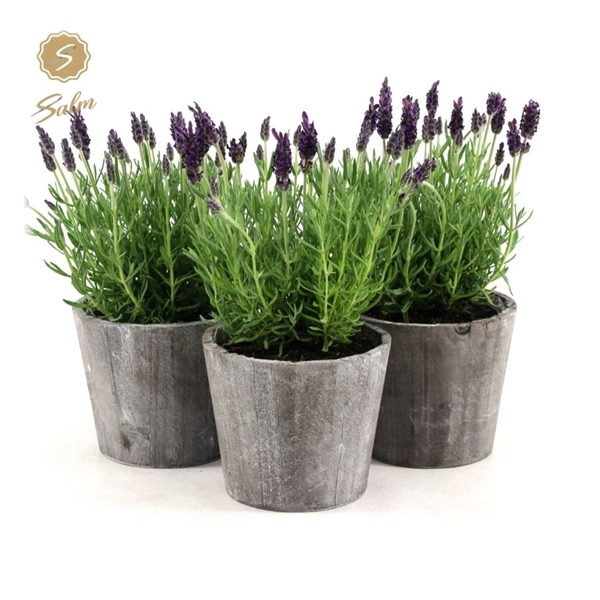 <h4>Lavandula st. 'Anouk'® Collection P12 in Wood</h4>