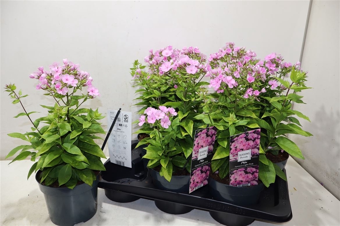 <h4>Phlox Paniculata</h4>