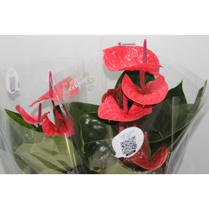 ANTHURIUM CASANOVA P17 VERMELHO