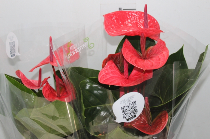 <h4>ANTHURIUM CASANOVA P17 VERMELHO</h4>