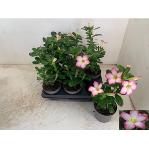 ADEN PINKSTAR