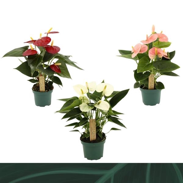 <h4>Anthurium Andreanum Grp gemengd 4 kleuren</h4>