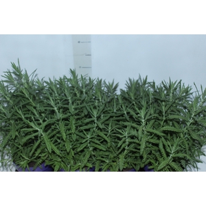 LAVANDULA ANGUSTIFOL P14