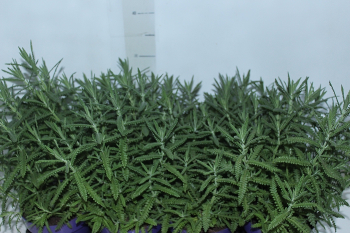 LAVANDULA ANGUSTIFOL P14