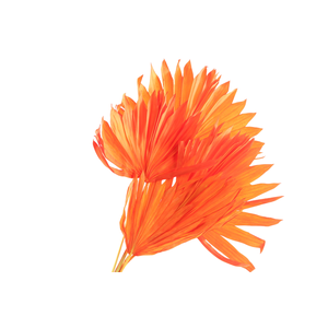 Palm Sun Orange