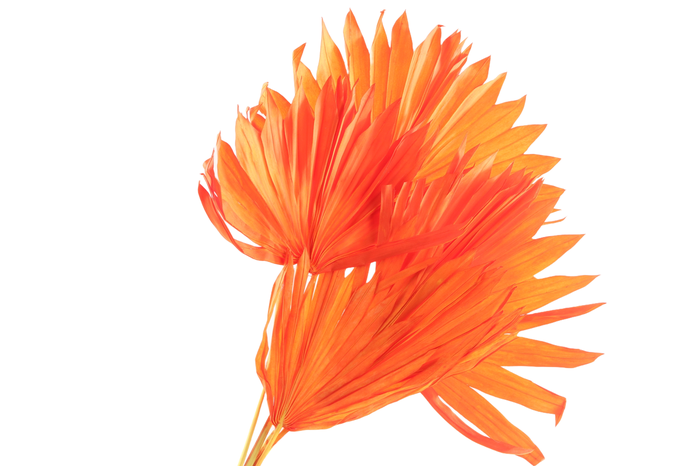 Palm Sun Orange