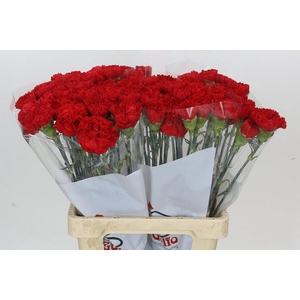 Dianthus St Arona