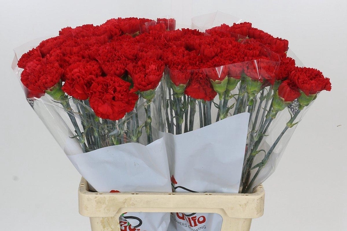Dianthus St Arona