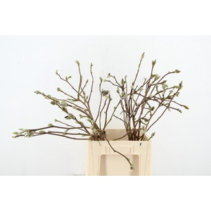 MAGNOLIA SUPERBA 70CM