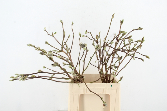 <h4>MAGNOLIA SUPERBA 70CM</h4>