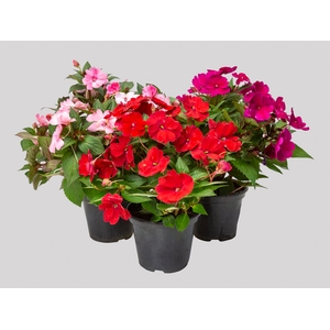 SUNPATIENS P15
