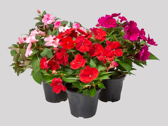 <h4>SUNPATIENS P15</h4>