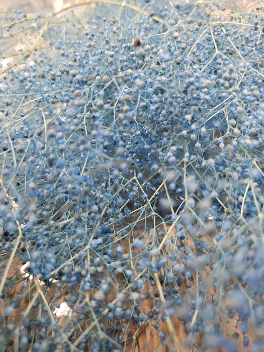 <h4>GESTABILISEERD GYPS MILLION STAR LICHTBLAUW</h4>