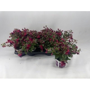 FUCHSIA B F GEM