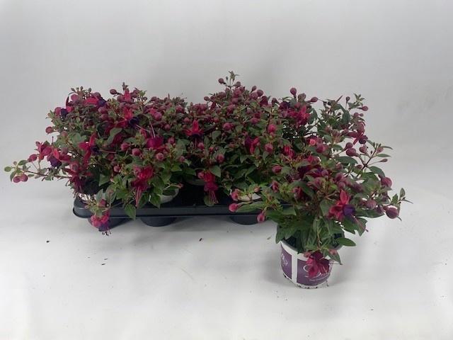 <h4>FUCHSIA B F GEM</h4>