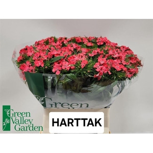 Di Barb Sweet Will Coral