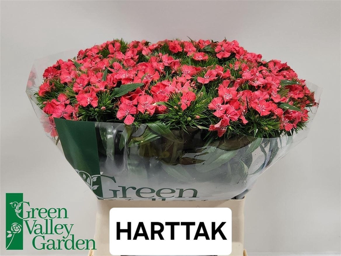 <h4>Di Barb Sweet Will Coral</h4>