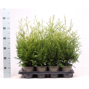 Thuja occidentalis 'Brabant'