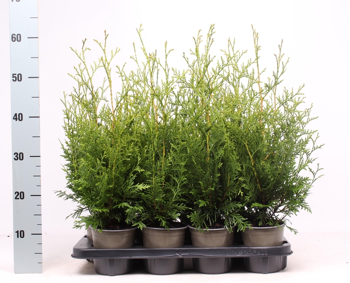 <h4>Thuja occidentalis 'Brabant'</h4>