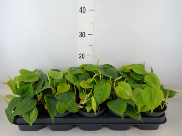 <h4>Philodendron scand.</h4>