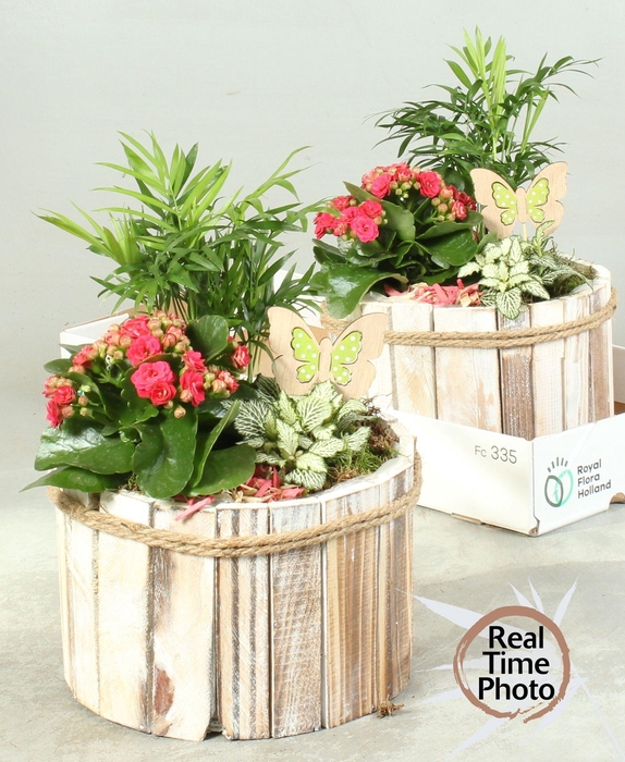 <h4>ARR KAMERPL</h4>