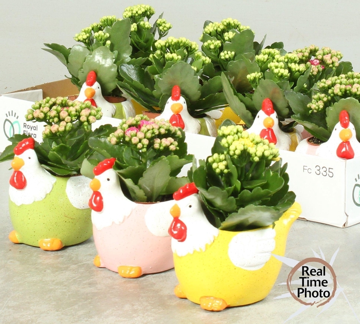 <h4>ARR KAMERPL</h4>