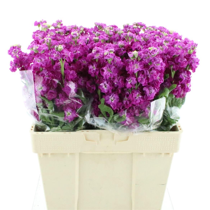 <h4>Matth Stox Deep Rose N L</h4>
