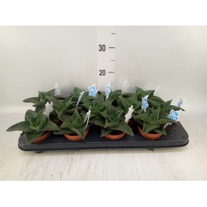 xGasteraloe  'Tiki Zilla'