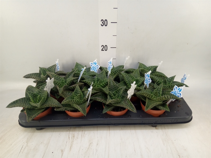 <h4>xGasteraloe  'Tiki Zilla'</h4>