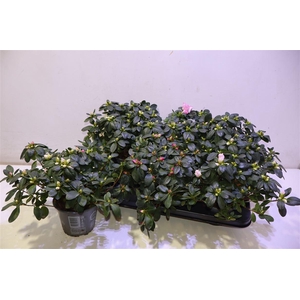 arr8 Rhodo Si Vogel Gem