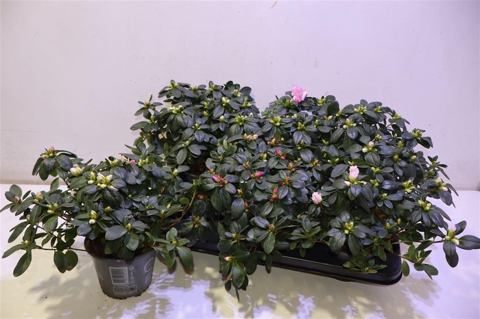 <h4>arr8 Rhodo Si Vogel Gem</h4>