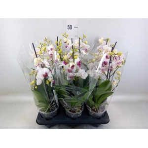 Phalaenopsis multi. 'FC Safe Haven'