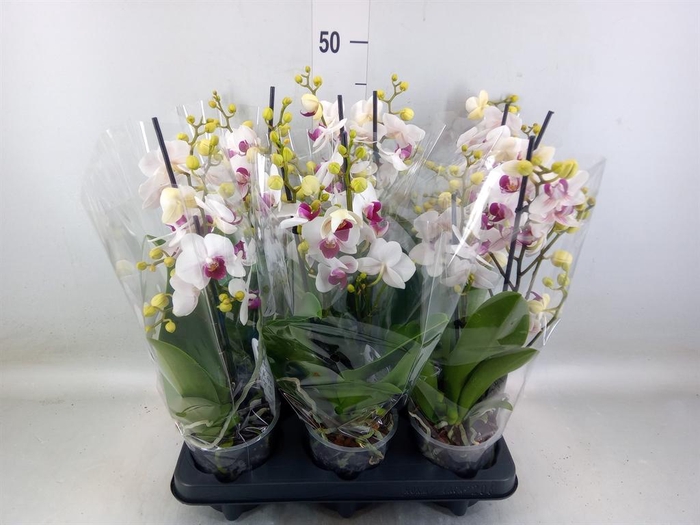 <h4>Phalaenopsis multi. 'FC Safe Haven'</h4>