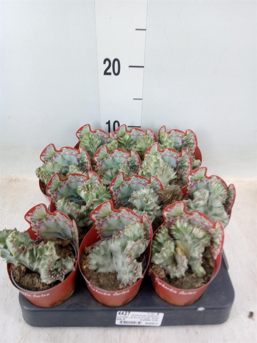 <h4>Euphorbia   ...</h4>
