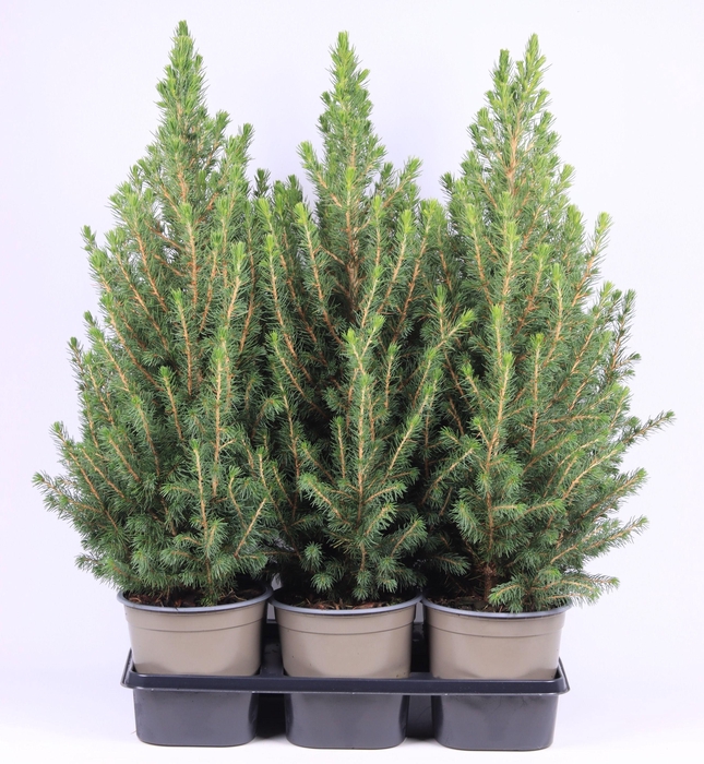 <h4>Picea glauca 'Conica'</h4>