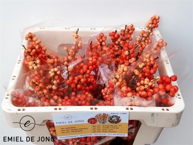 <h4>Ilex oudijk's orange</h4>