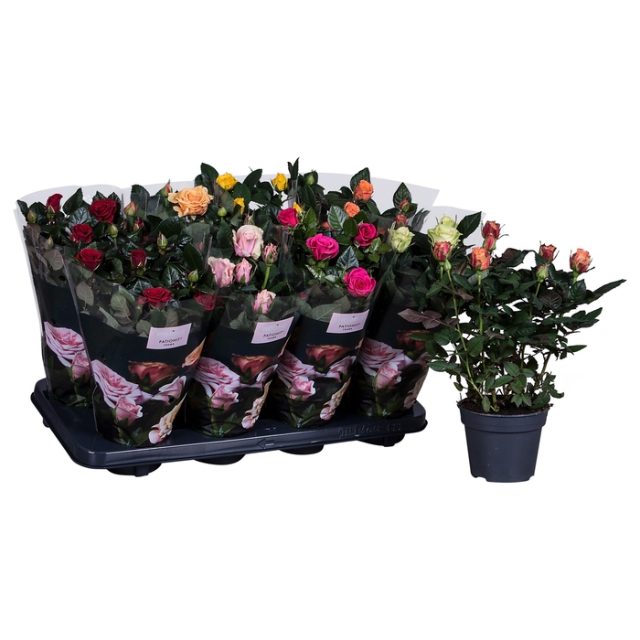 <h4>Nolina Roses Ø 13 cm Mix</h4>