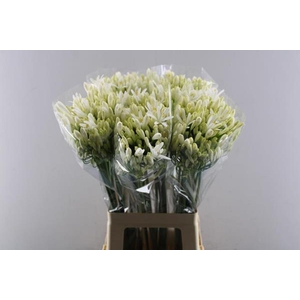 Agap Eyfori White (wit)