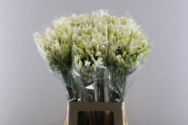 <h4>Agap Eyfori White (wit)</h4>